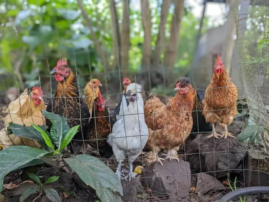 Σπίτι διακοπών Eco-Farm Glamping Mini House Βίλα Pahoa